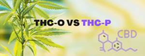 THC O vs THC P