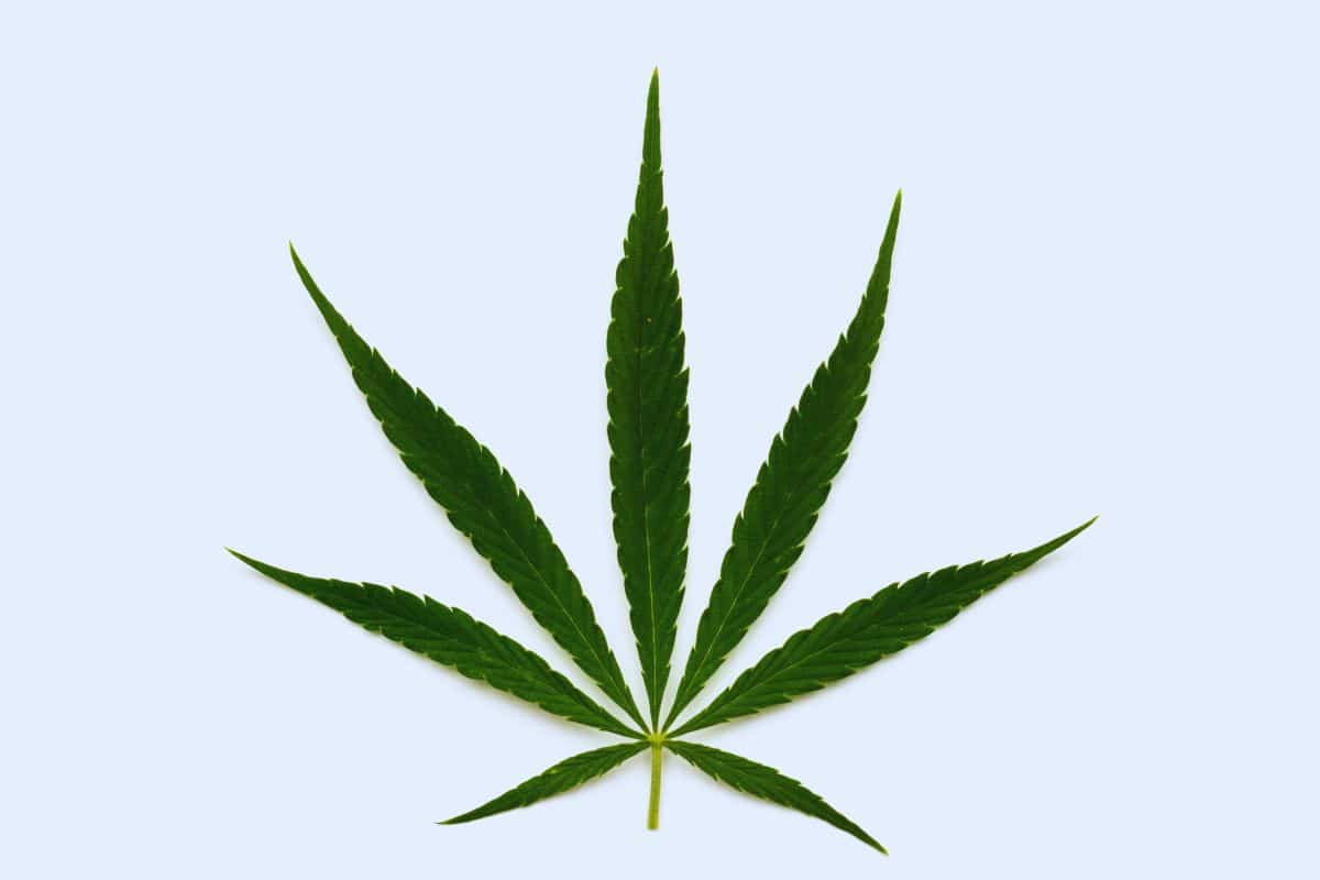 Sativa Marijuana Leaf
