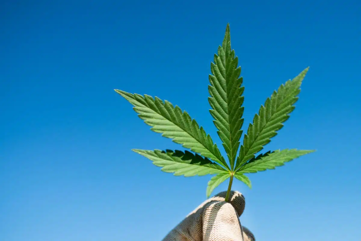 A person holding a marijuana leaf in front of a blue sky, showcasing the distinction between Indica and Sativa.