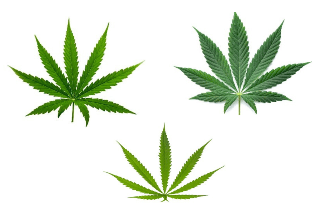 Indica, sativa and hybrid marijuana leaves