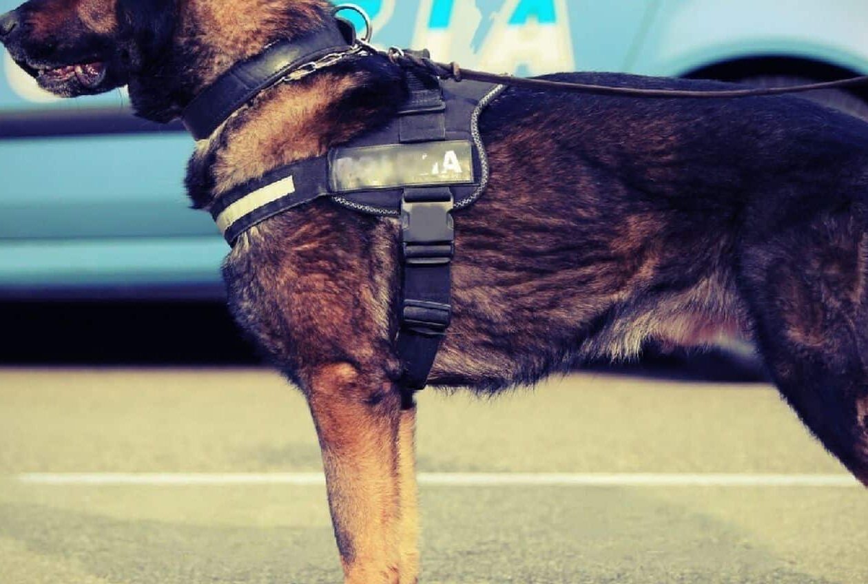 Police dog