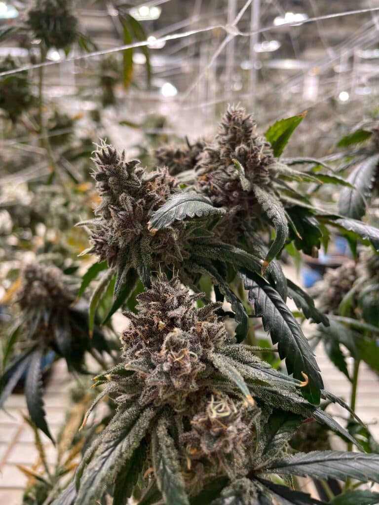 terpenes in cannabis