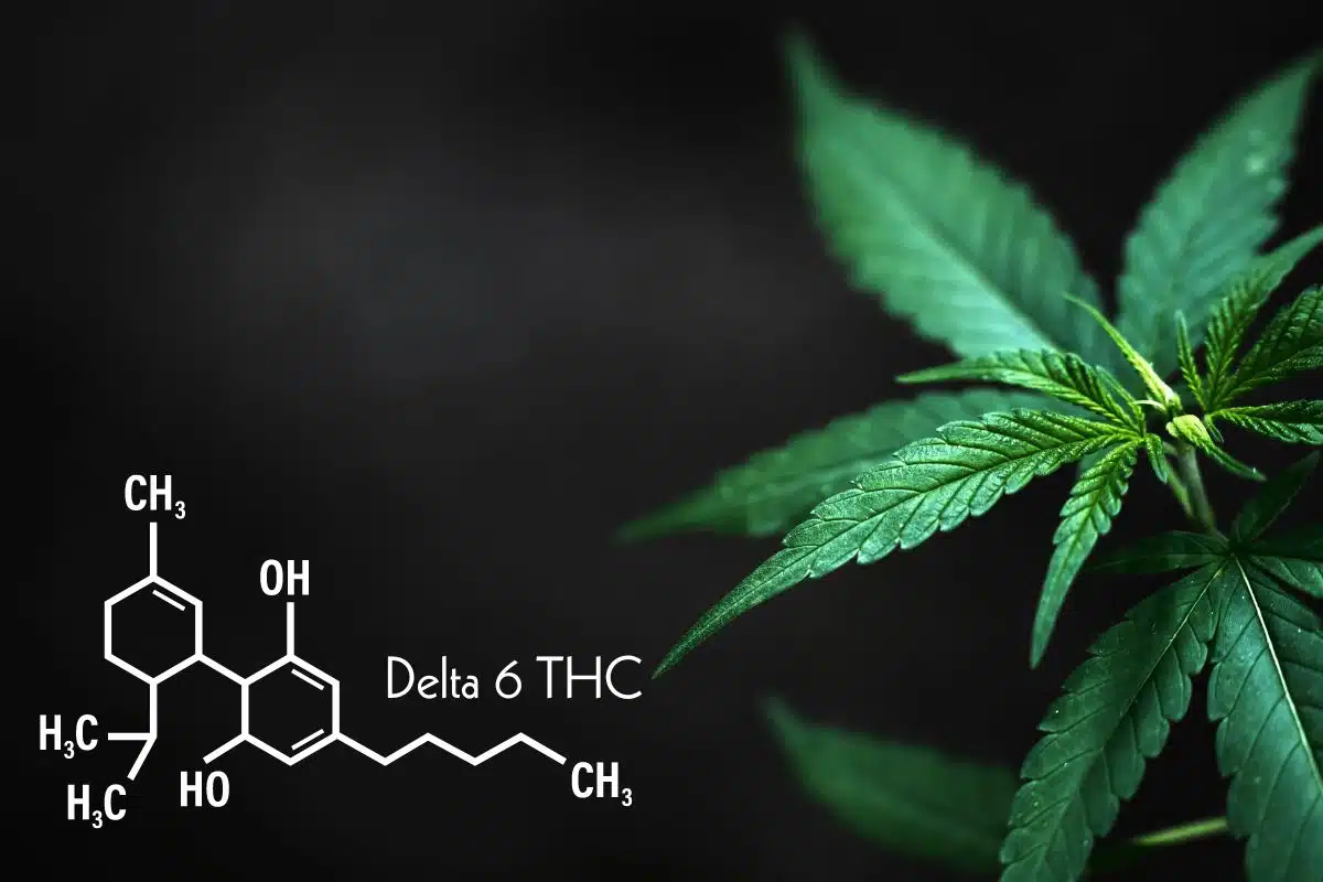 Delta 6 THC and marijuana leaf banner