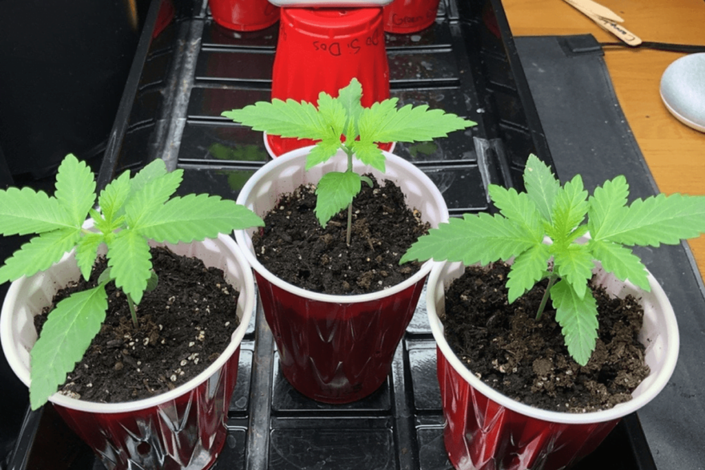  Growing Velvet Runtz strain