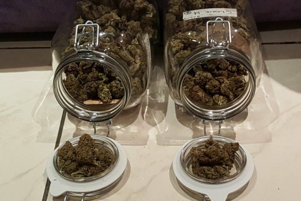  Purple Kush Marijuana bud