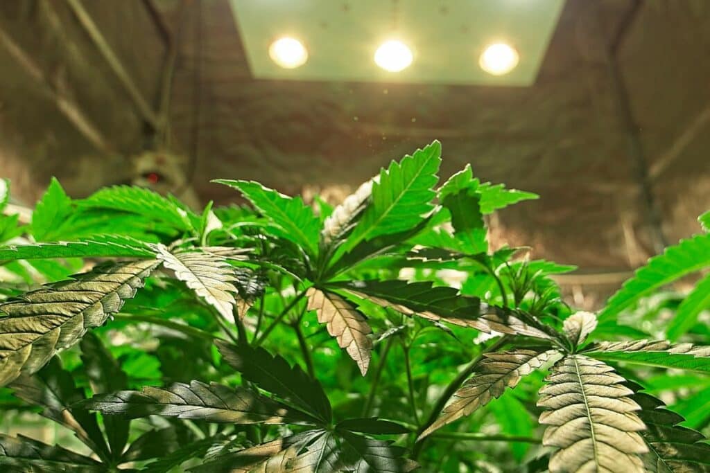 Growing marijuana at home
