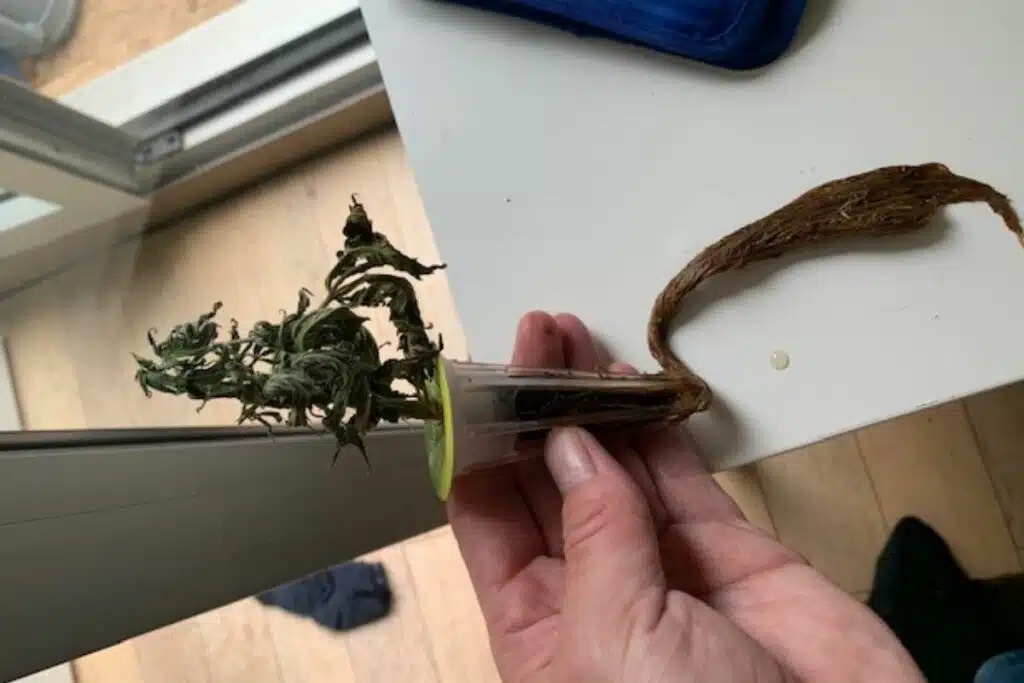 Marijuana root rot