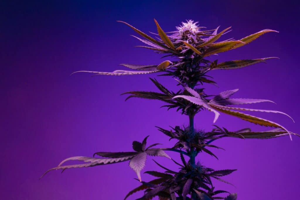 Purple Weed Cannabis Strain