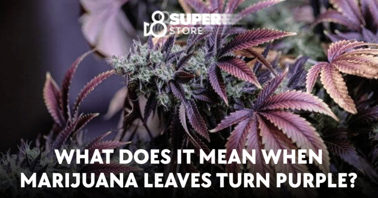What Does It Mean When Marijuana Leaves Turn Purple?