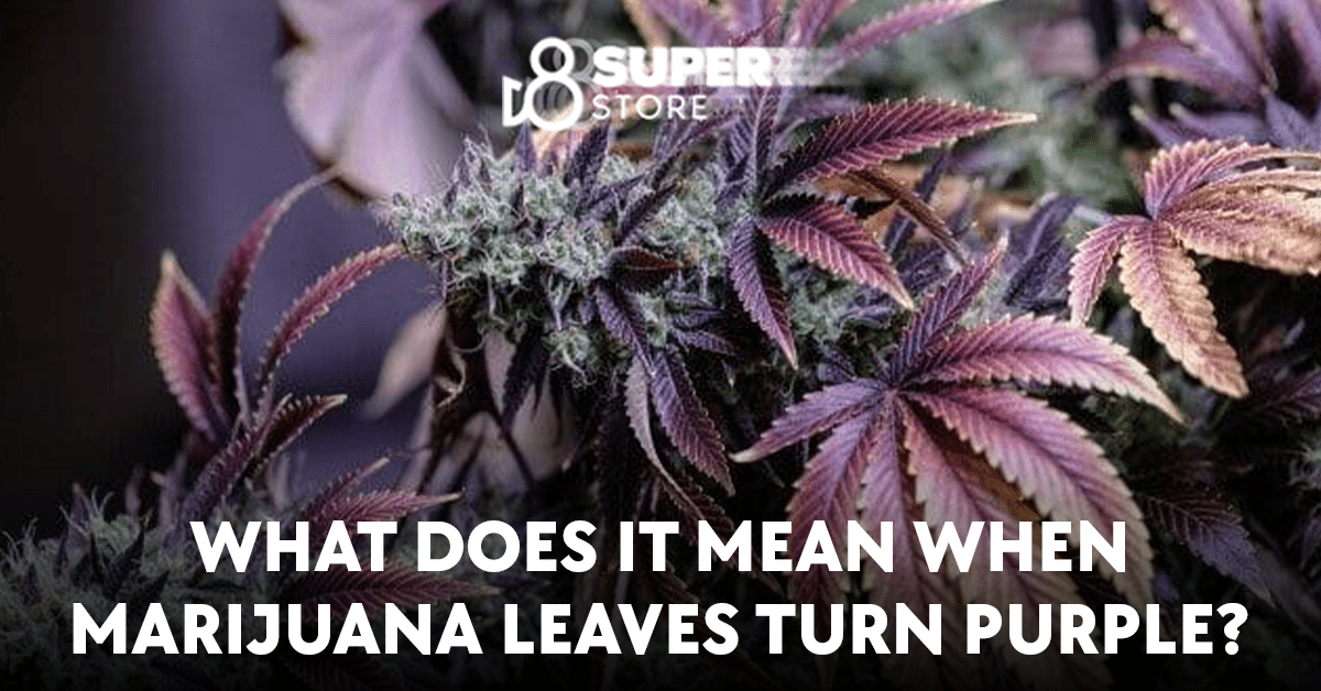 Why do cannabis leaves turn purple?