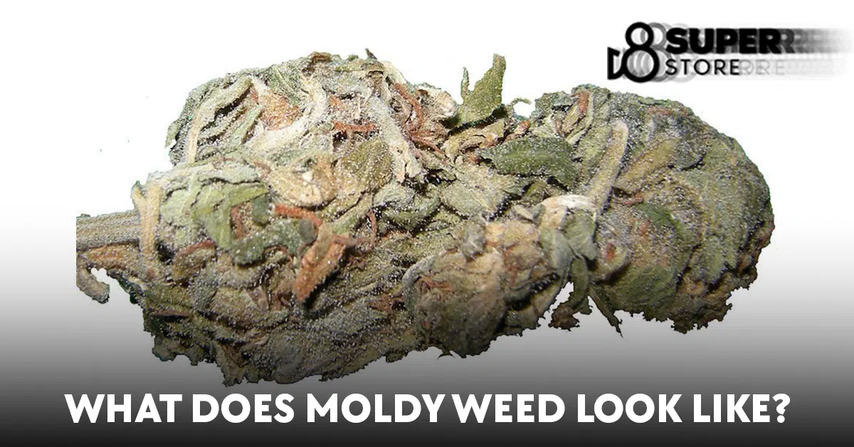 One or two keywords used: moldy weed