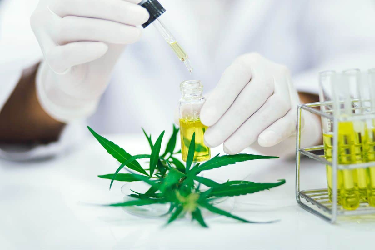 A scientist is preparing the best cbd oil in a lab using THCA flower strains.
