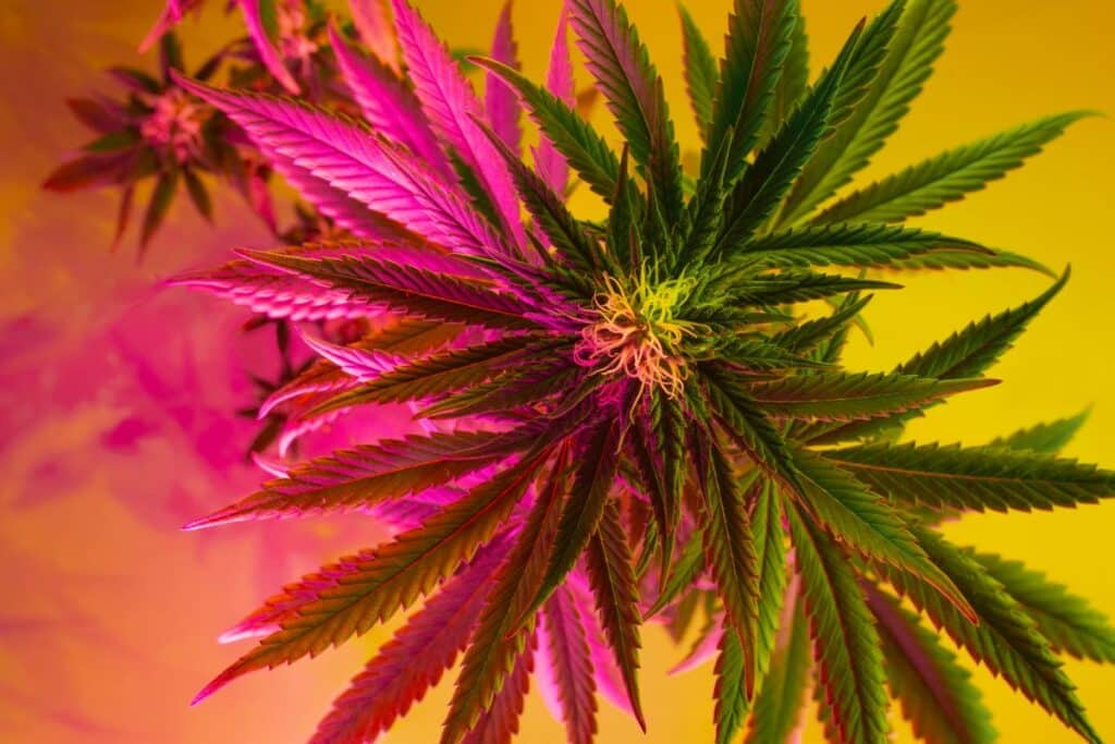 Beautiful cannabis strain
