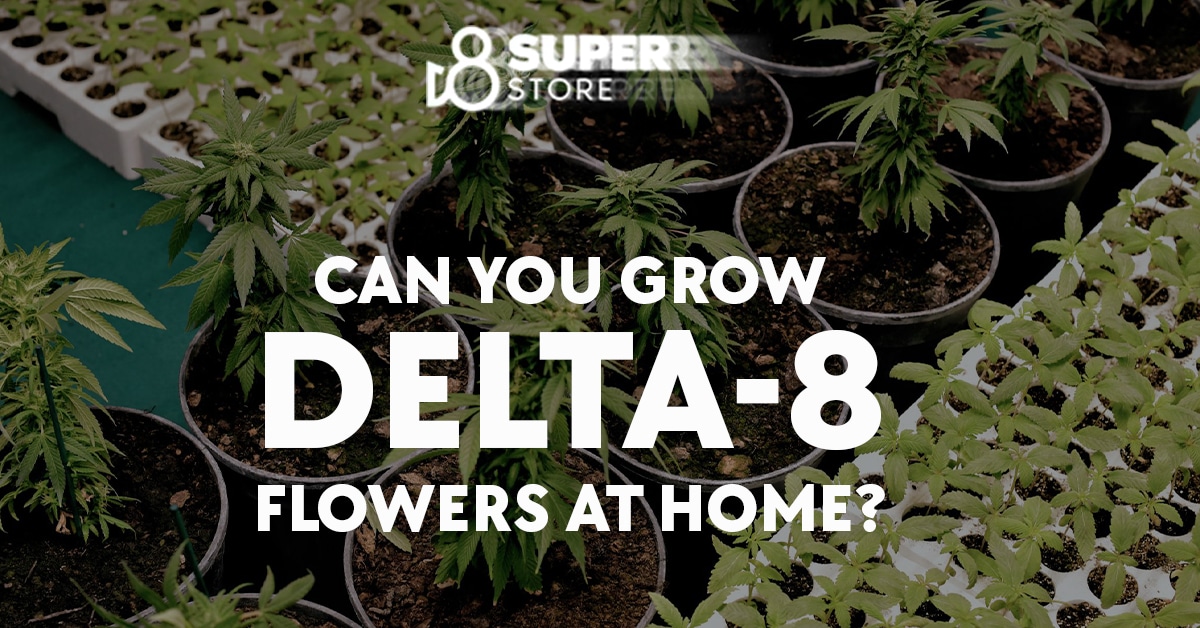 Can you grow delta 8 flowers at home using delta-8 THC?