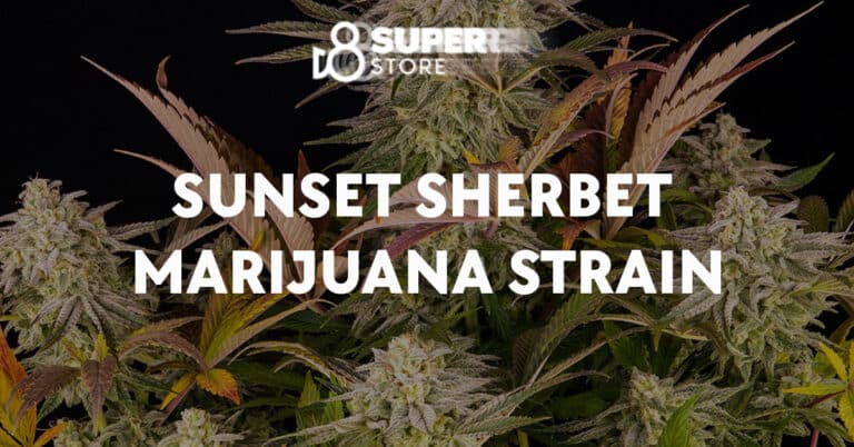 Sunset Sherbet Marijuana Strain