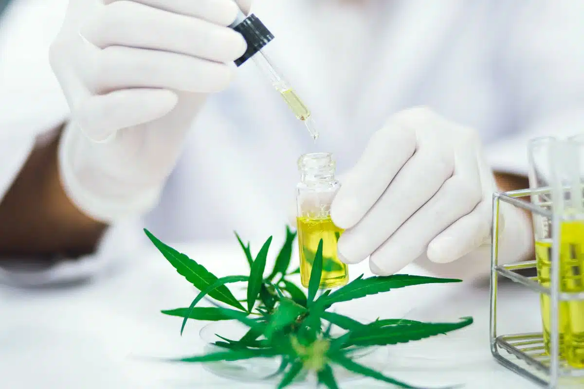 A scientist is comparing the effects of THC-A and THC-O on a cannabis plant.