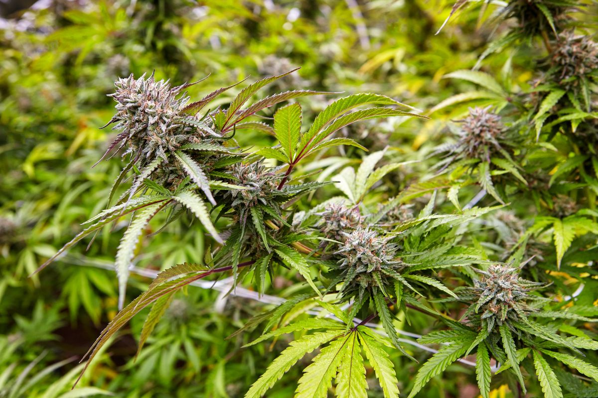 CBD marijuana strains growing outdoors