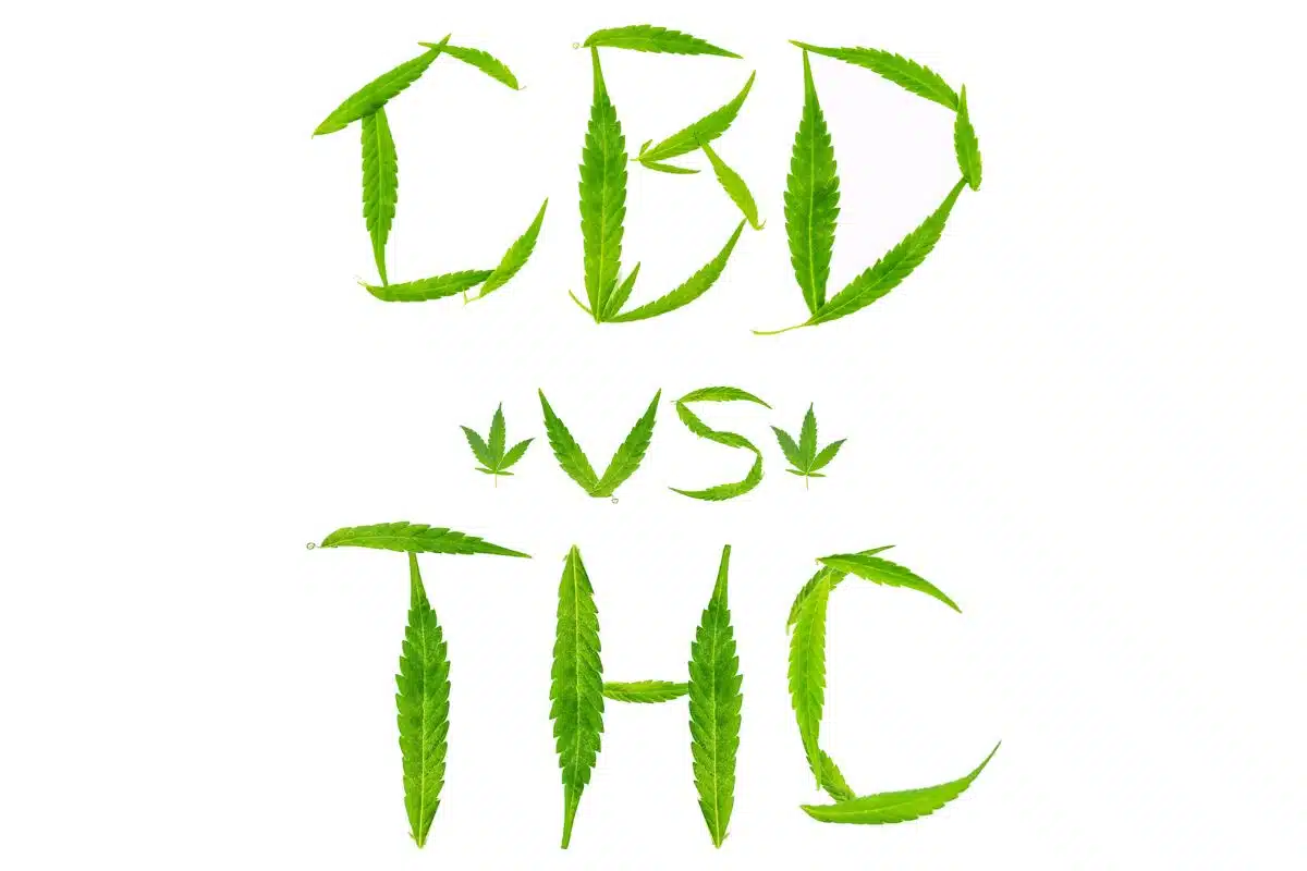 CBD vs THC guide