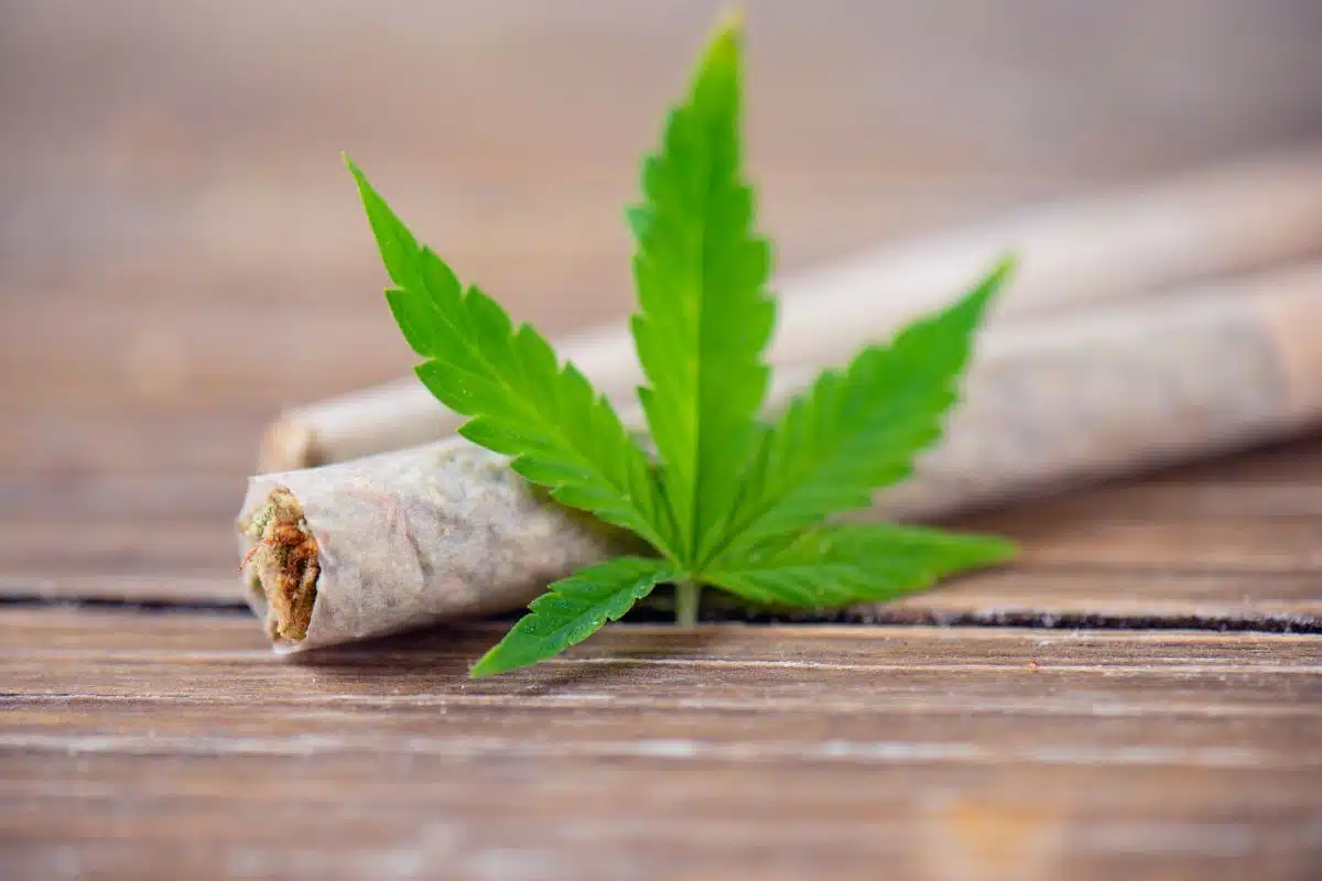 Cannabis pre roll and a cannabis leaf