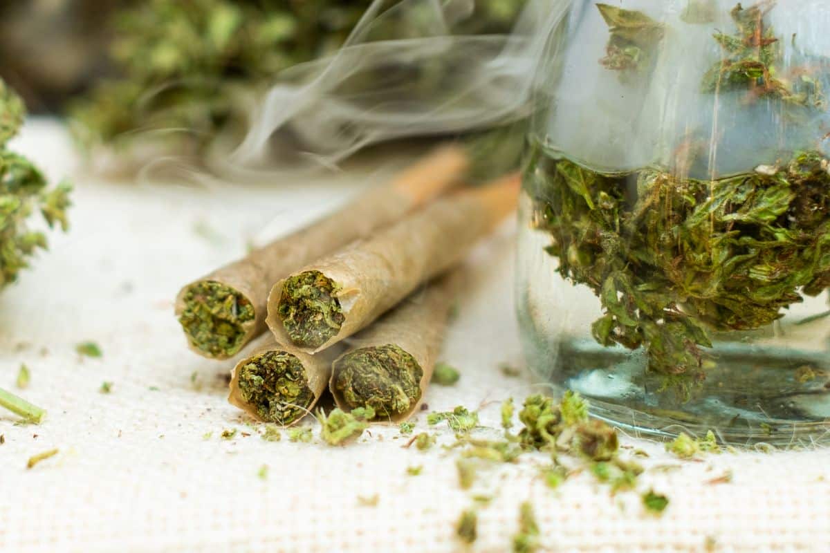 Fresh marijuana pre rolls