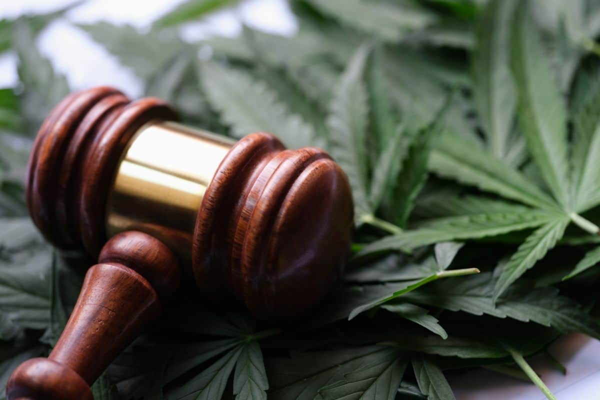 A wooden gavel sits on top of marijuana leaves, comparing HHC and THC-O.