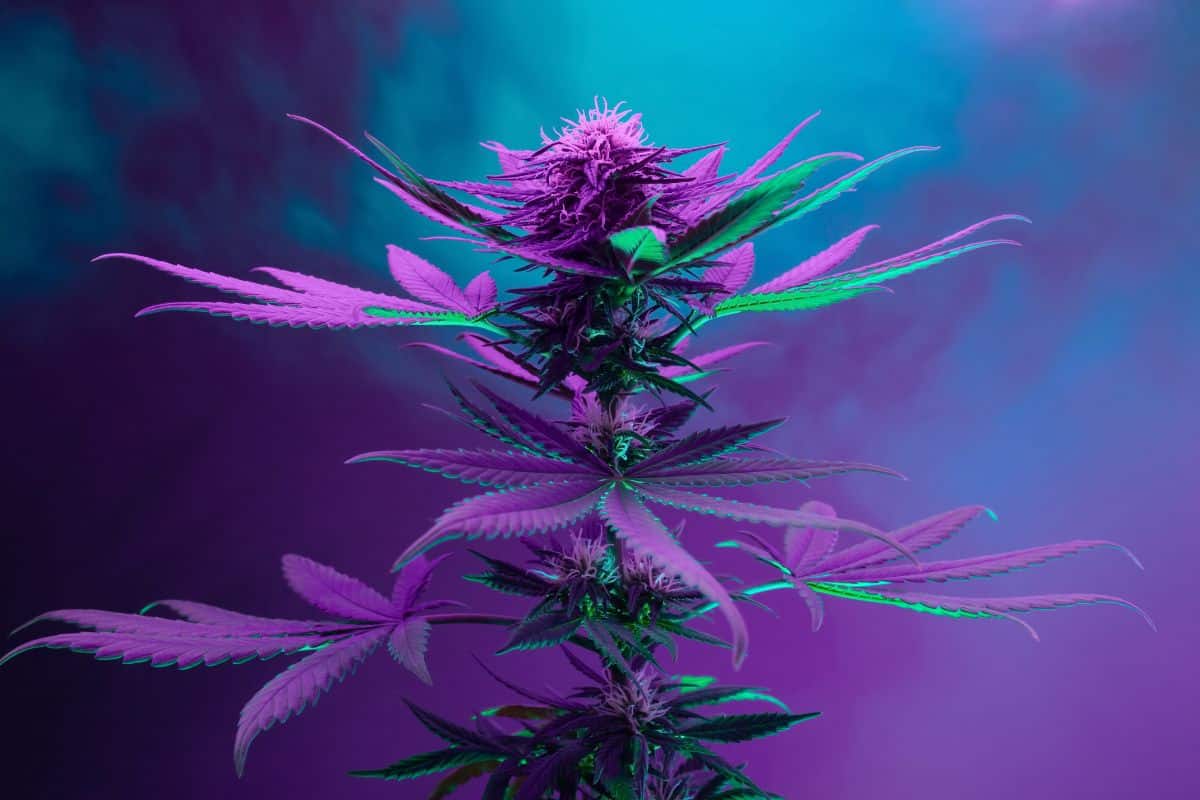 Very potent marijuana strain
