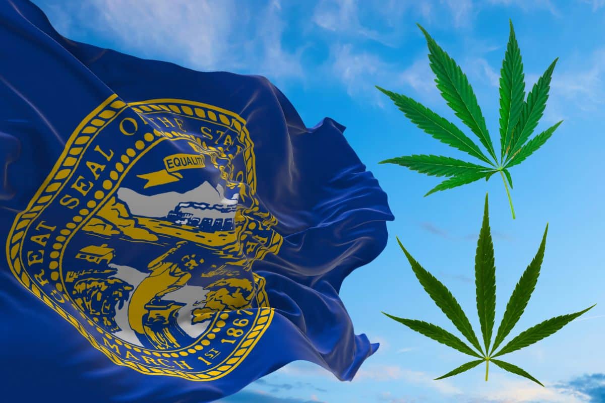 Nebraska flag and two marijuana leaf beside it 