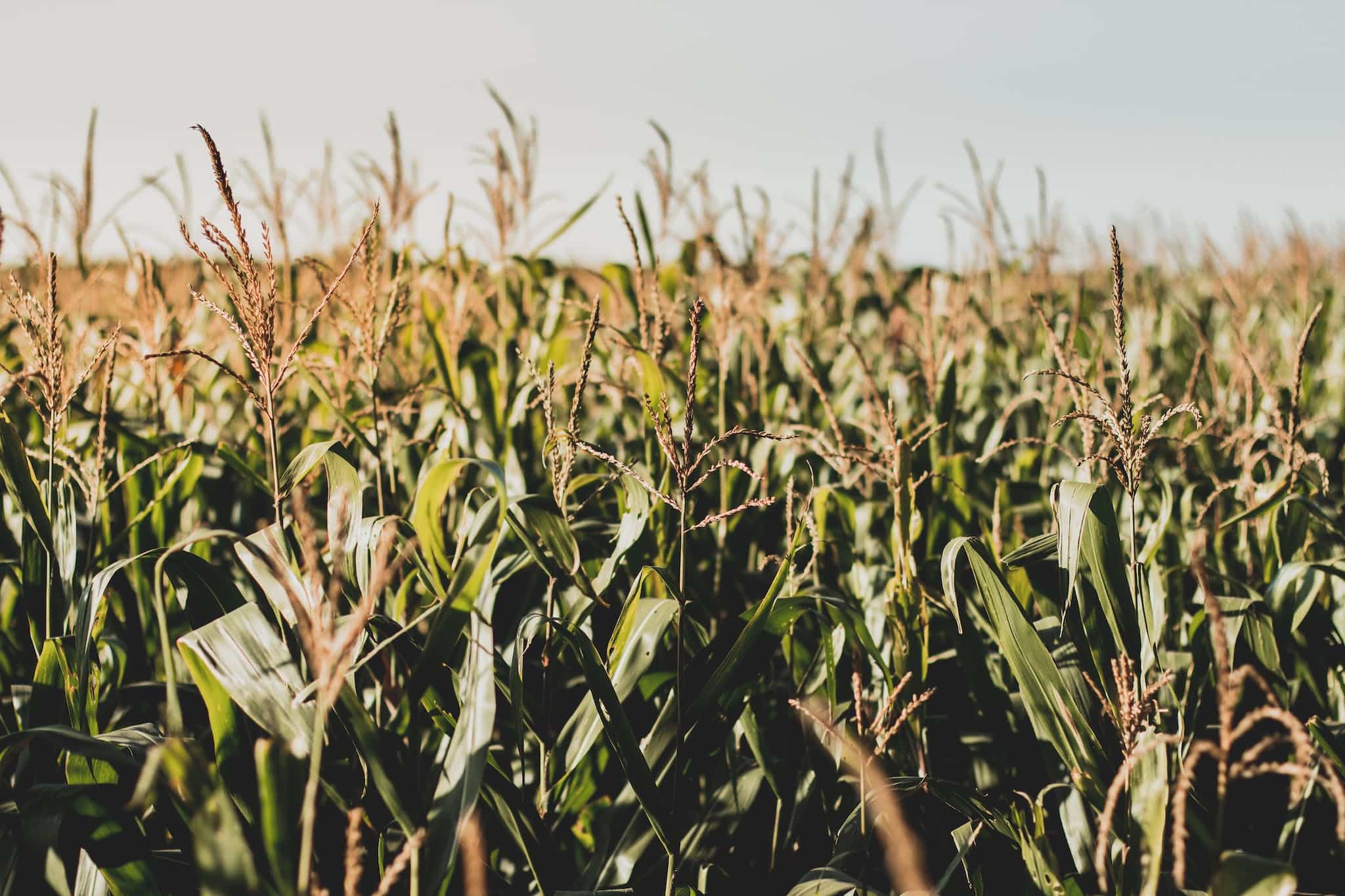 Photo of Corn Field in Iowa