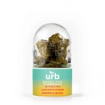 A jar of Urb Saucy THC Diamond Caviar Flower 3.5g, displaying the word "urb" on its label.
