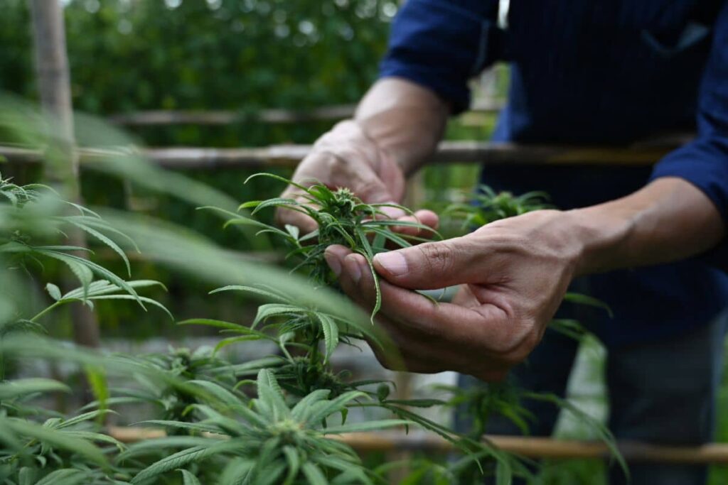 Is THCA Legal in Iowa An Overview of State Regulations D8 Super Store