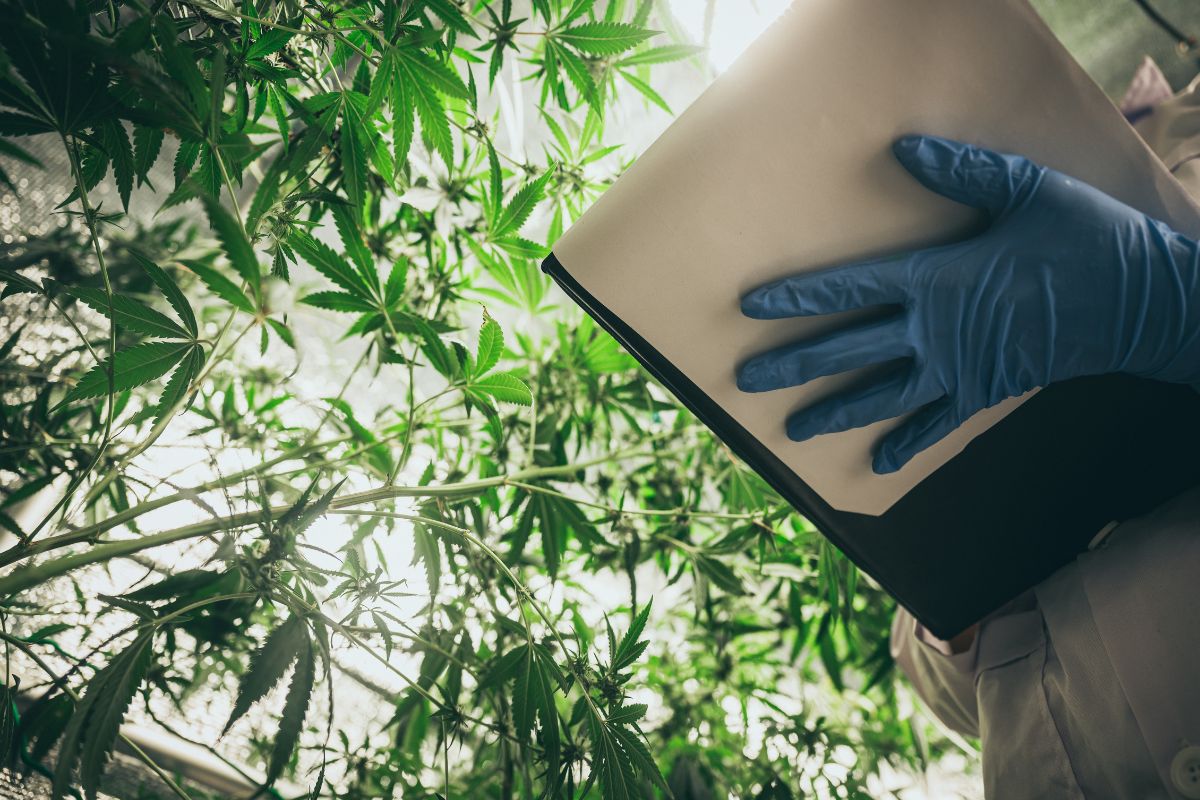 A marijuana cultivator preparing marijuana cultivation report for the season.