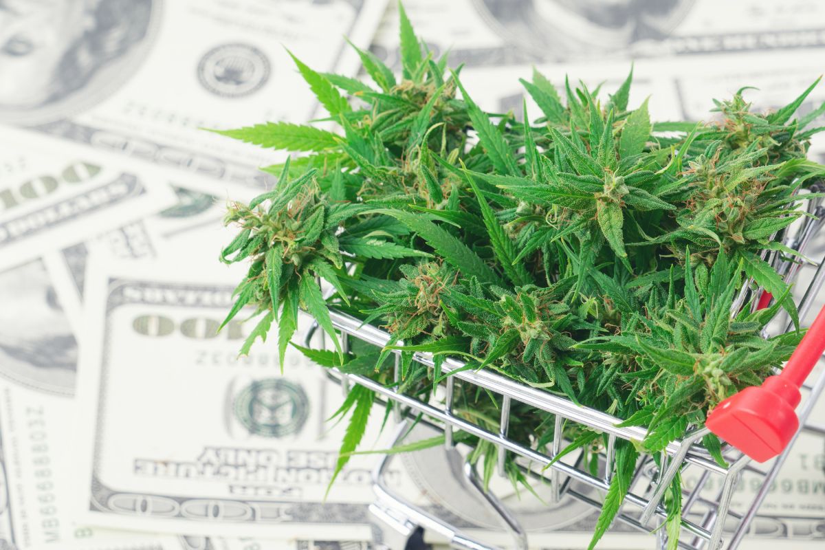 A shopping cart carrying marijuana on it and money in background.
