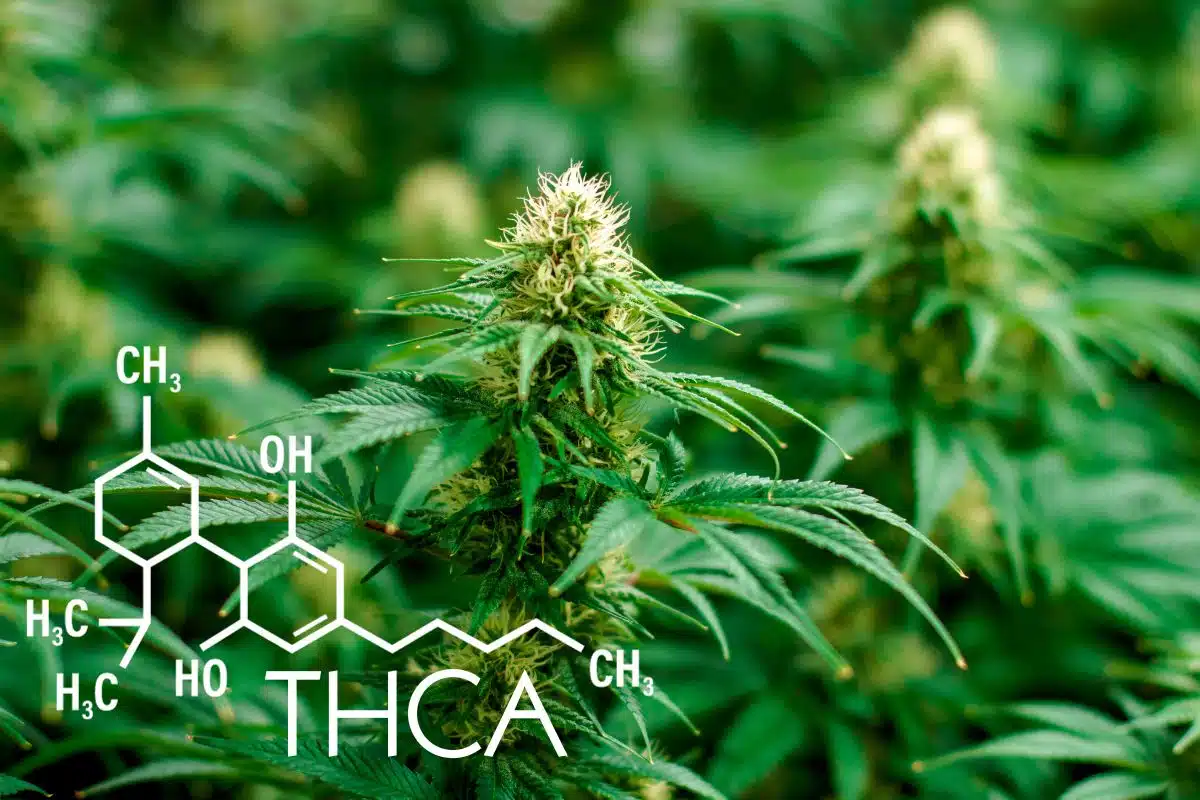 Close up view of marijuana plant and THCA formula