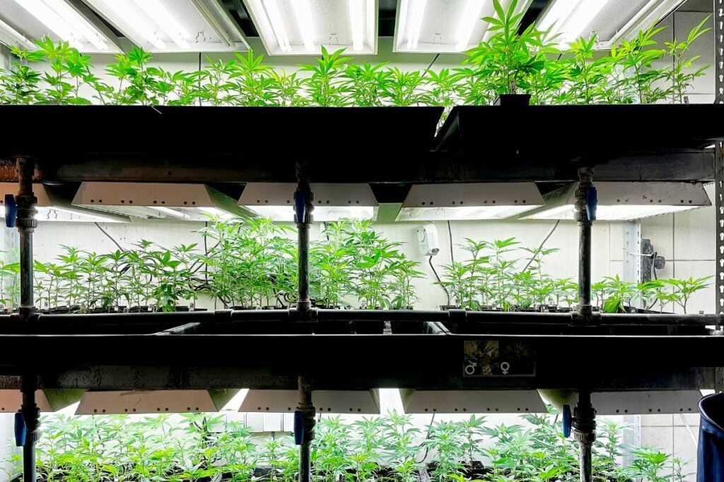 Cultivating marijuana in Nebraska inside green house.