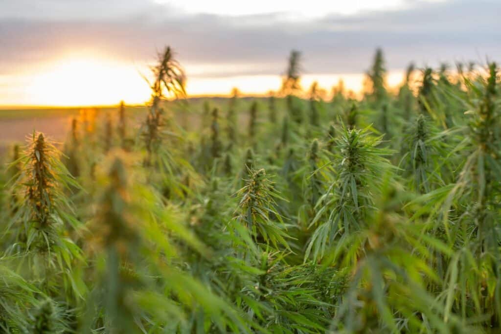 Cultivation of marijuana crops in Connecticut 