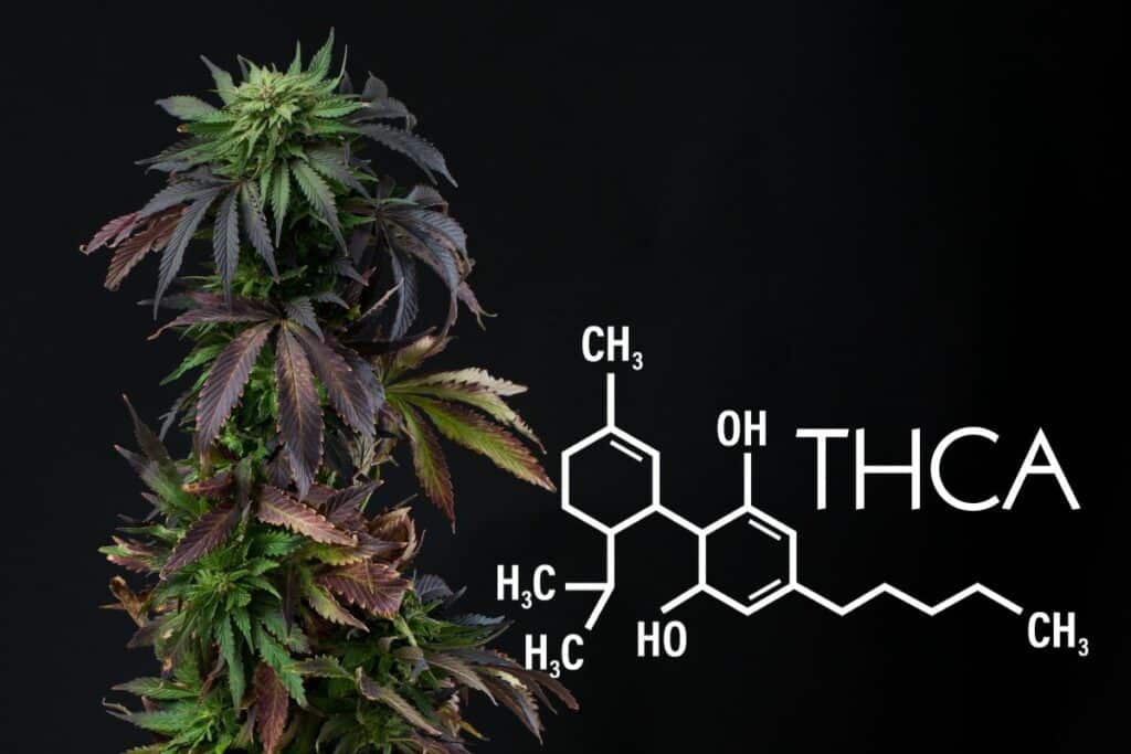 A cannabis plant with the word THCA on it, revealing its legality in North Dakota.