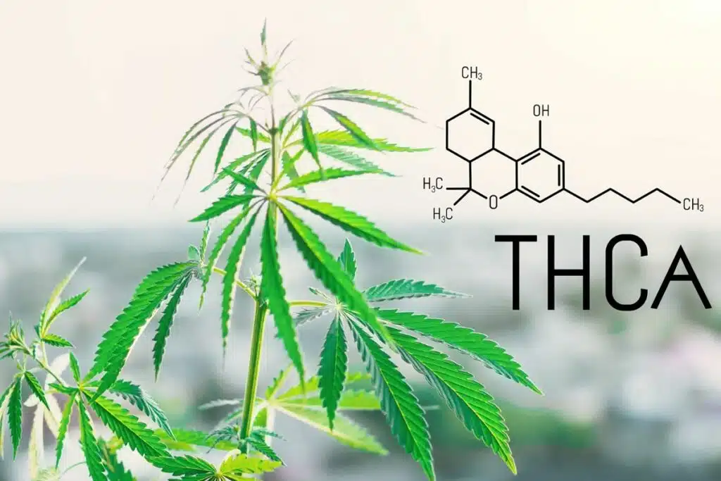 Marijuana plant outdoors and THCA Formula