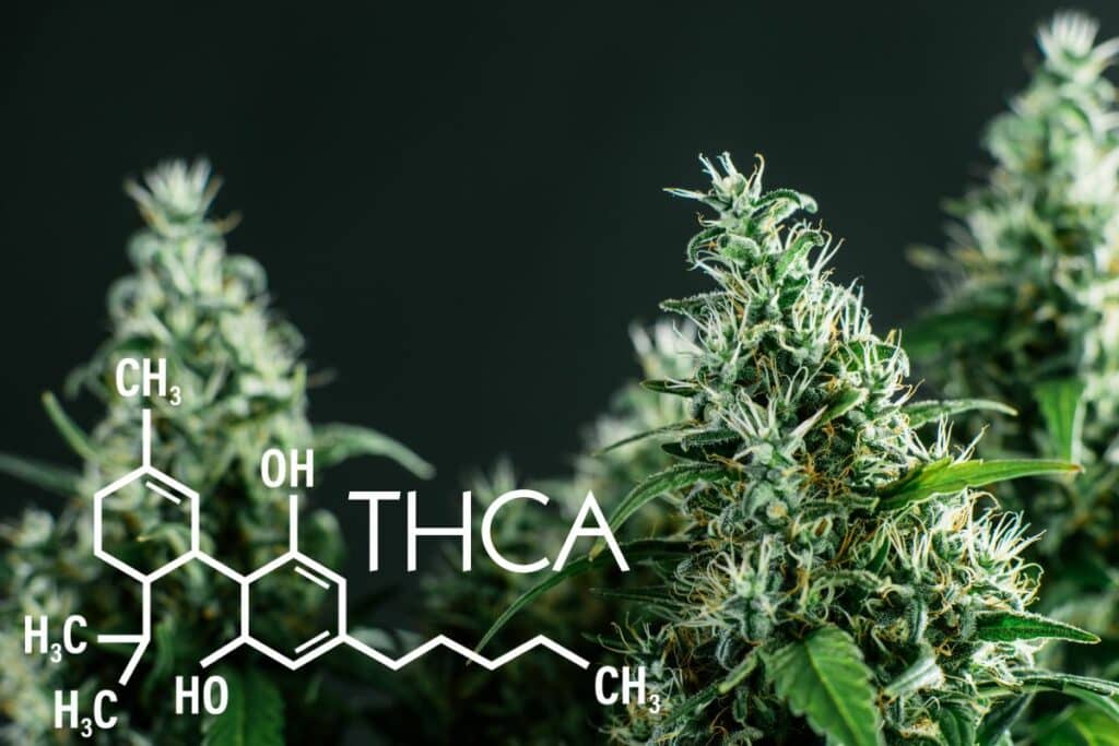 THCA Cannabis plants in North Dakota