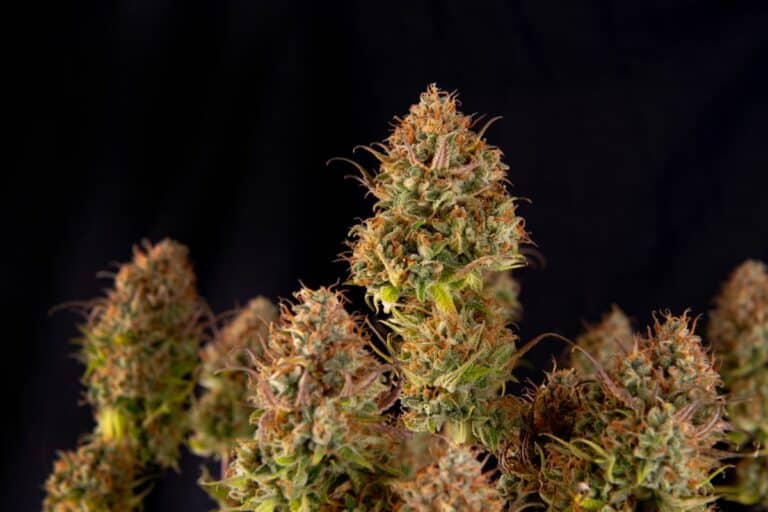 PK Crasher Strain: Unlocking the Mystery of Its Potent Effects