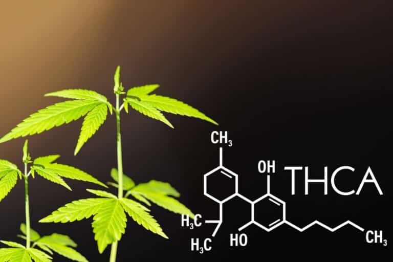 How Long Does THCa Stay in Your System: Understanding Detection Times
