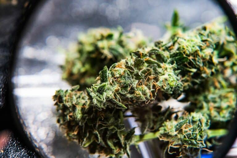 Strongest Sativa Strains: Top Picks for Energy and Creativity