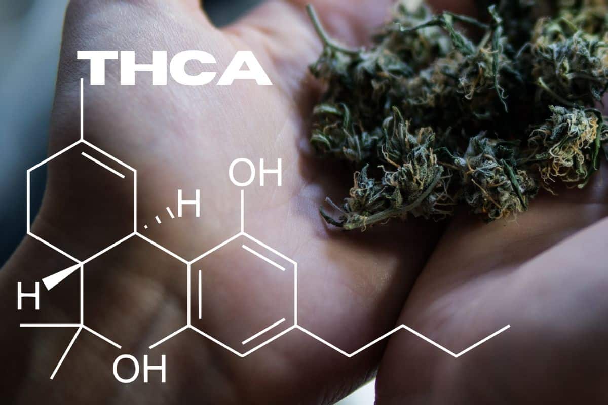 THCA formula with a marijuana strain close up