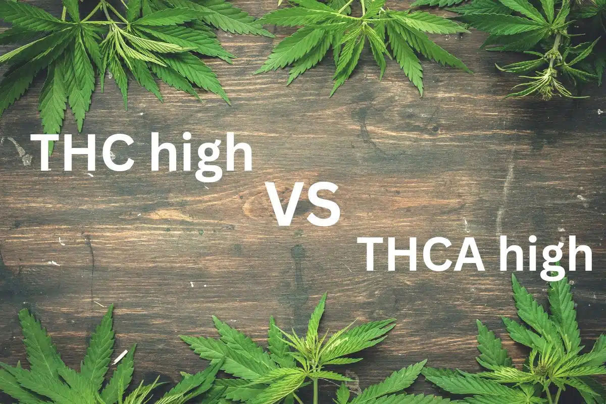Thc high vs thca high: A comparison of the effects of THC and THCA.