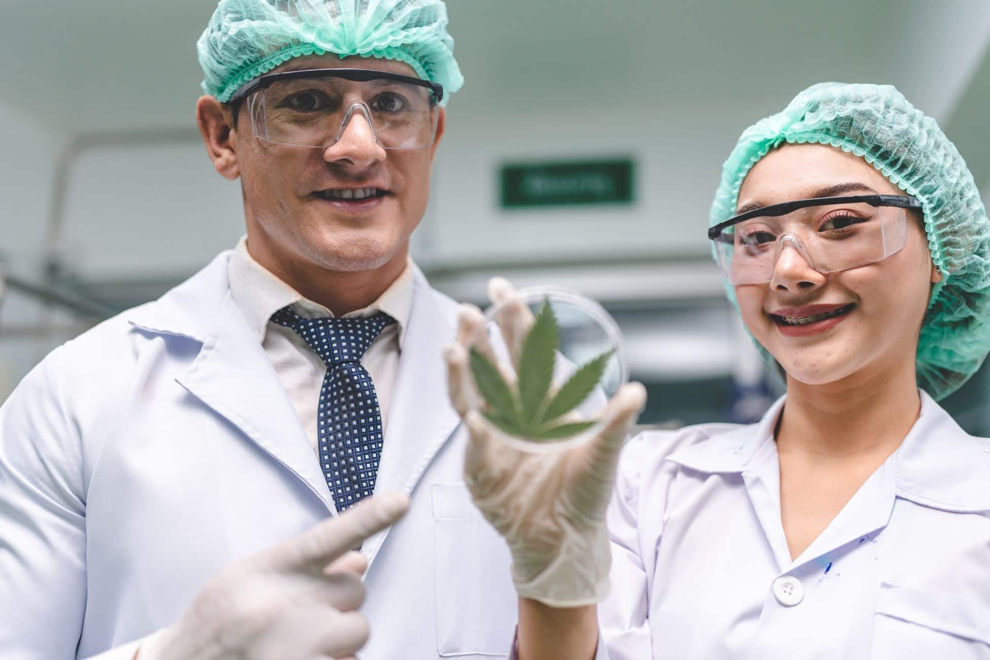 Two experts doing research on Cannabis