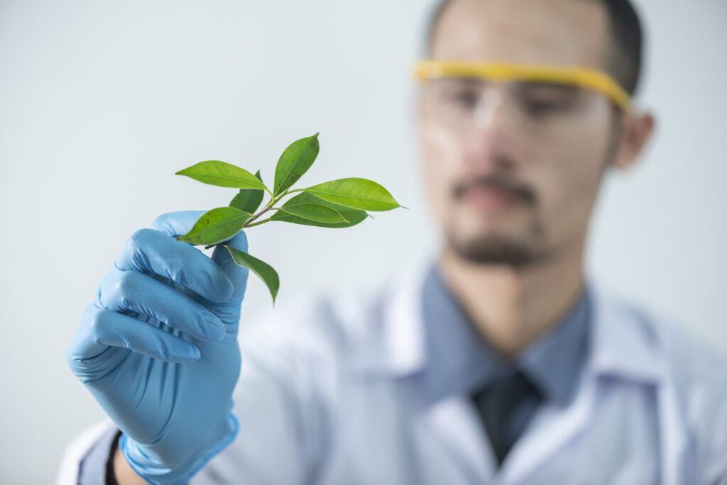 Person Holding Green-leafed thca cbda Plant