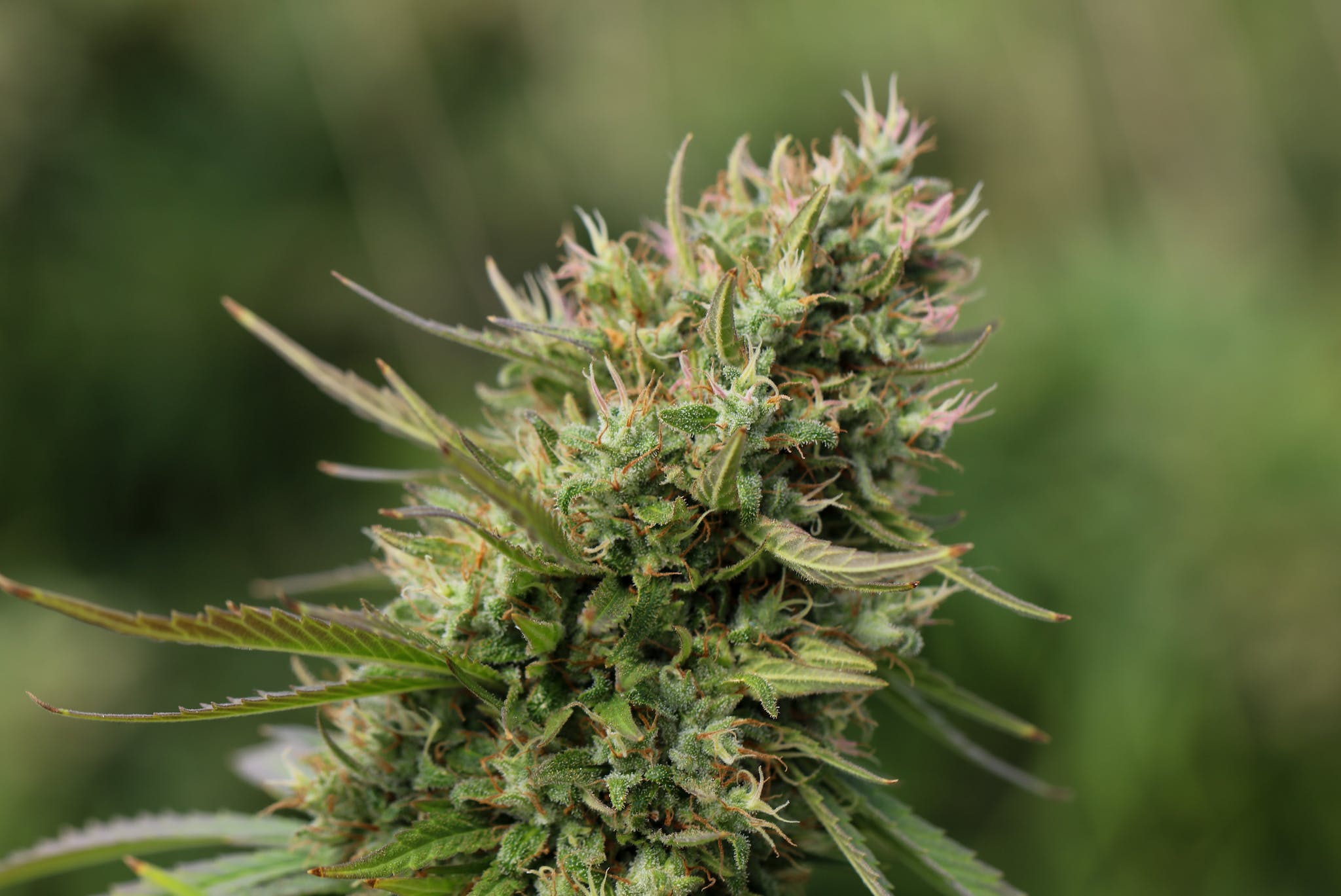 Close-up on thca cannabis plant showing its benefits