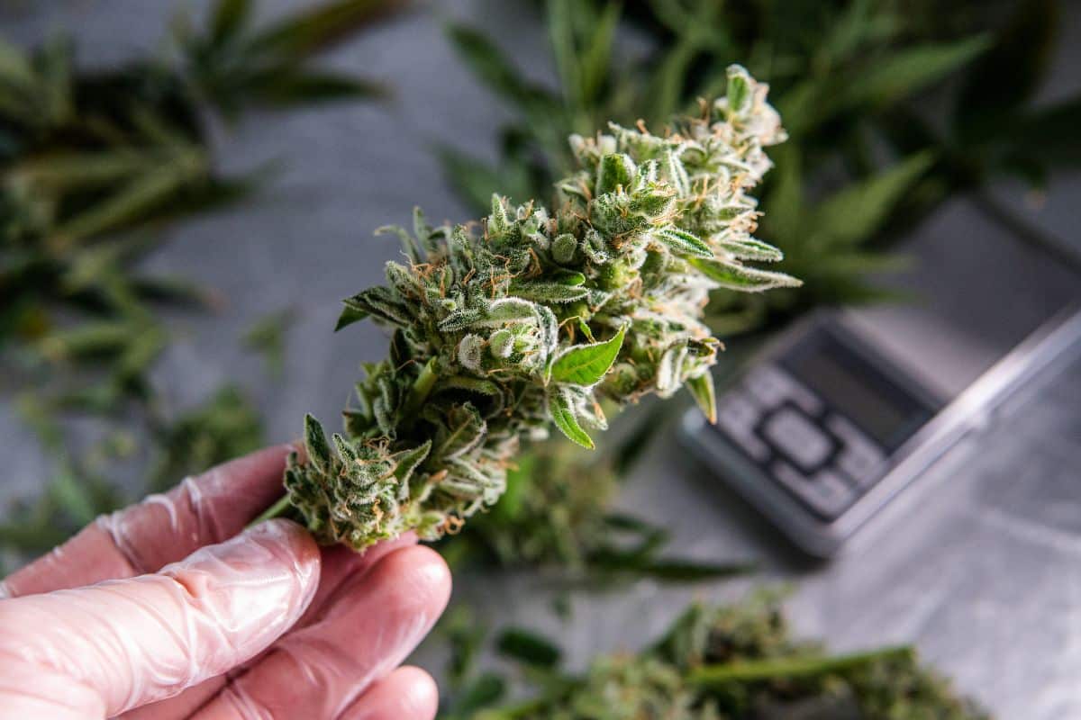 A person is holding a marijuana plant in front of a microscope to examine the properties and characteristics of the best THCa flower strains.