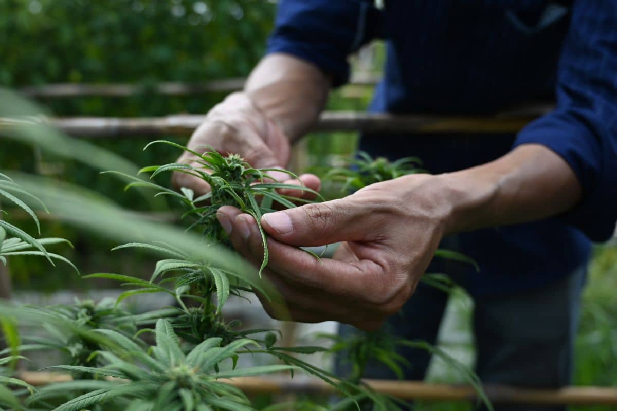 A man picking bad marijuana flowers and leaves from the green house.