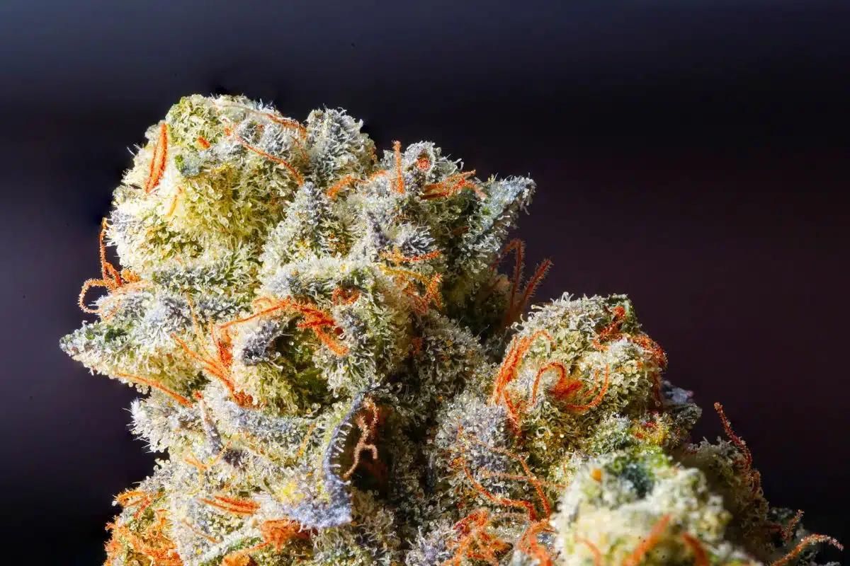 A close up of a marijuana plant, showcasing its vibrant green leaves and benefit of THCA flower