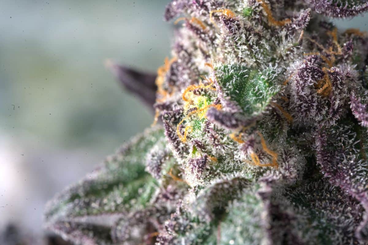 Close up view of Purple Queen Strain marijuana plant.